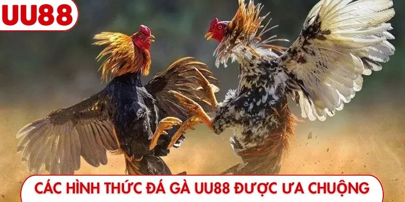 Các hình thức đá gà UU88 được ưa chuộng