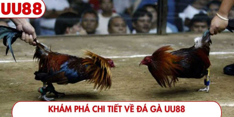 Khám phá chi tiết về đá gà UU88