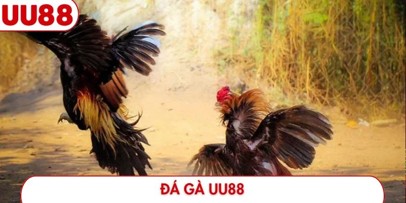đá gà uu88